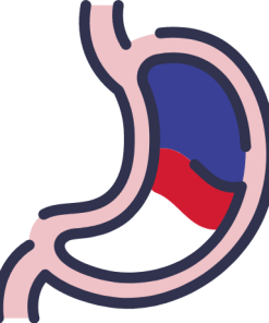 Gastrointestinal Tract
